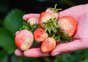 handpflücken erdbeeren frische ernte von der erdbeerfarm bio-gartenobst foto