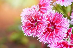 rosafarbene und weiße dianthus-blume, die im natürlichen feldhintergrund des schönen gartens blüht foto