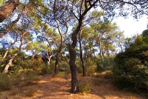 Wald in Istanbul foto