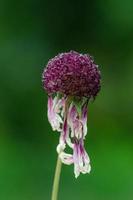 eine verwelkende purpurrote Blume im Garten, deren Blütenblätter kaum befestigt sind. foto