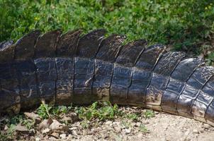 Nahaufnahme des Schwanzes eines ruhenden Alligators, der die Details seiner panzerartigen Schilde zeigt. foto