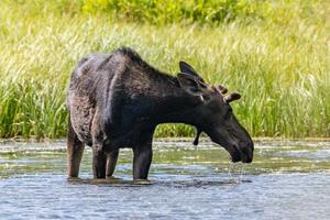 Profil eines Elches, der in einem Teich steht. foto