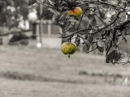 Apfel auf dem Baum foto