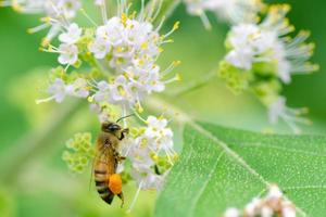 Eine Honigbiene sammelt Pollen von kleinen weißen Blüten und fügt sie ihrem Pollenkorb hinzu. foto