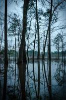vertikales Bild von Bäumen am Rand des Teichs, deren Formen sich auf dem wassergetränkten Boden widerspiegeln, der durch Überschwemmungen an diesem frühen Wintermorgen vor Sonnenaufgang verursacht wurde. foto
