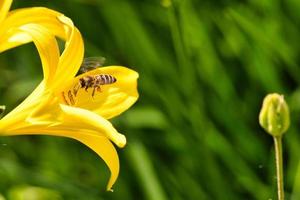 Honigbiene sammelt Nektar im Flug auf einer gelben Lilienblume. beschäftigtes Insekt. foto