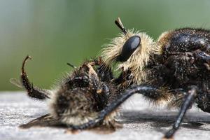 gelbe Mordfliege oder gelbe Raubfliege mit einer Hummel als Beute. Insekt wird gesaugt foto