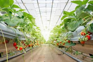die Hydroponik-Erdbeere auf einer Gewächshaus-Hydroponik-Farm mit High-Tech-Landwirtschaft in einem engen System foto