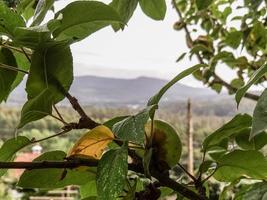 Apfel auf dem Baum foto