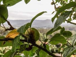 Apfel auf dem Baum foto