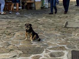 ein hund in san andres foto