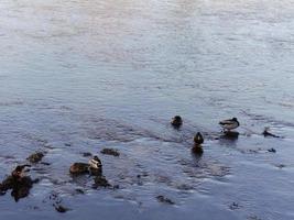 Enten in der Mündung foto