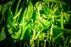 gartenbohnen phaseolus vulgaris im alten land bei hamburg foto