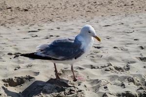 Möwe Larinae an der Ostsee foto