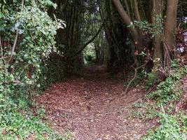 Schotterweg zwischen den Bäumen in Pedroso foto