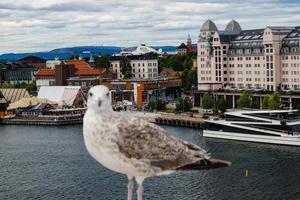 Möwe Larinae an der Ostsee foto