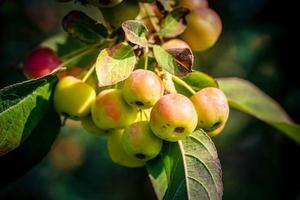 Red Sentinal Crab Apple Malus Sylvestris im alten Land bei Hamburg foto