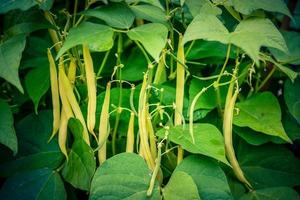 gartenbohnen phaseolus vulgaris im alten land bei hamburg foto