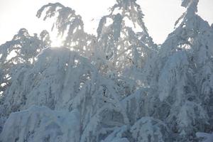 Neuschnee auf Ästen foto