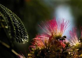 hintergrundbeleuchtete mimosenblüten und blätter foto