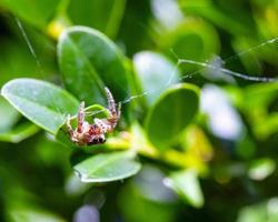 Achtäugige Springspinne, die am Netz hängt foto