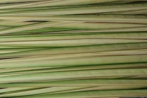junge Kokosblätter. junge Kokosnussblätter, die zur Herstellung von Ketupat-Essen verwendet werden foto