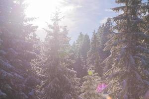 Winterlandschaft im Wald bei Sonnenuntergang foto