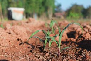 Maissetzlinge auf den Boden pflanzen und Nutzpflanzen anbauen foto