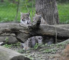 Tiere im Zoo foto