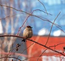 Ein gefrorener Spatz sitzt an einem frostigen Wintermorgen auf einem Hagebuttenzweig mit Beeren. foto