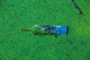 Wasserlinsen und Plastik, Blech, Gummimüll im Fluss. das Konzept des ökologischen Problems der Umweltverschmutzung. foto