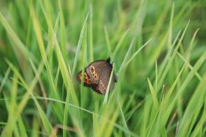 Brauenschmetterling im Gras foto