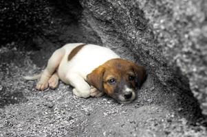 Obdachloser und hungriger kleiner Hund, der am Loch verlassen wurde foto