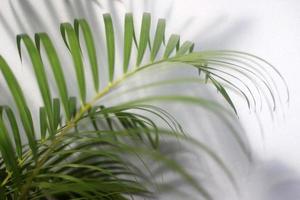 Palmgrünes Blatt und Schatten auf einem weißen Hintergrund der Betonwand foto