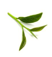 grünes Teeblatt isoliert auf weißem Hintergrund, frische Teeblätter auf weißem Hintergrund foto