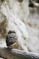 Tiere im Zoo foto