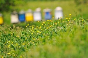 Biene zu Hause auf der Wiese foto