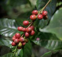 Kaffeebohnen am Baum in der Farm, Nahaufnahme frischer organischer roter Kaffee am Kaffeebaum, Kaffeebohnen, die am Baum reifen foto