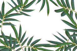 grünes Bambusblattmuster lokalisiert auf weißem Hintergrund mit Kopienraum foto