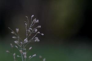 eine sehr kleine Blume im Vorgarten, die als Grassamen wächst. foto