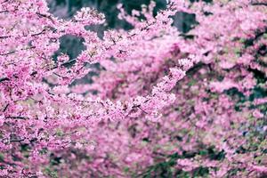 selektiver fokus der schönen kirschblüte mit dem verblassen in pastellrosa sakura-blume, voller blüte einer frühlingssaison in japan foto