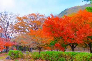 verschwommene, schöne Herbstlandschaft mit bunten Bäumen im Park. Blätter auf natürlichem Hintergrund foto