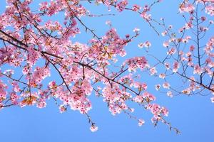 Kirschblüte Sakura rosa Blume gegen blauen Himmel schön im Hintergrund foto