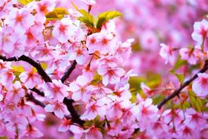 schöne rosa kirschblüten sakura mit erfrischung am morgen in japan foto