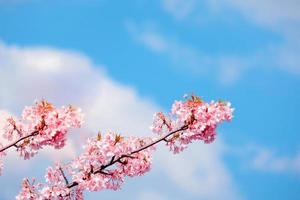 schöne kirschblütenrosa sakura-blume, die im frühling mit gegen blauen himmel blüht foto