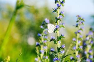 weißer Schmetterling auf Blume foto