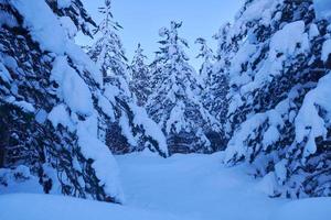 winter nacht landschaft natur wald foto