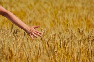 Hand im Weizenfeld foto