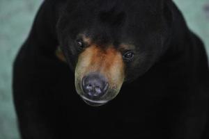 Tiere im Zoo foto