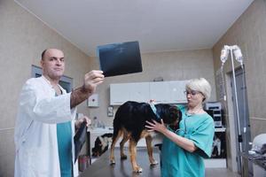 Tierarzt und Assistent in einer Kleintierklinik foto